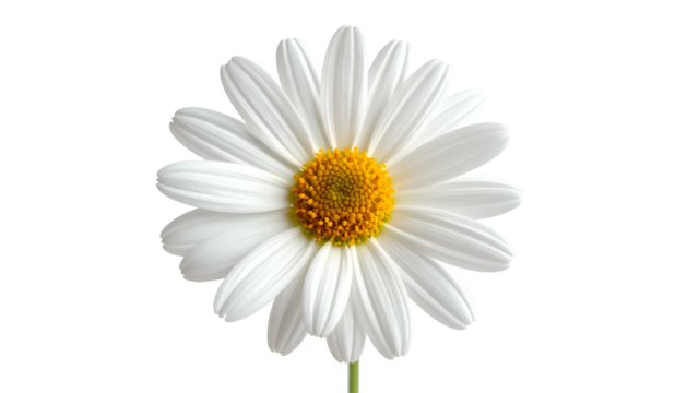 Close-up studio shot of a beautiful white daisy with a vibrant yellow center, isolated