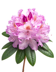 Close-up of a vibrant pink and purple rhododendron flower with green leaves and a black background