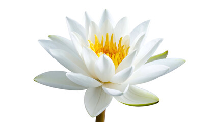 Naklejka premium Close-up of a pure white water lily with a vibrant yellow center, isolated on black