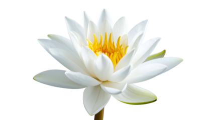 Close-up of a pure white water lily with a vibrant yellow center, isolated on black