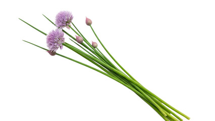 Fototapeta premium Delicate Blooms: A Study of Flowering Chives in Simple Arrangement Isolated Against Pure White Background