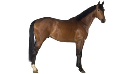 chestnut horse, brown horse, horse trotting, horse in motion, Arabian horse, beautiful horse, elegant horse, stallion, glossy coat, shiny horse, horse walking, side view horse, purebred horse, horse b