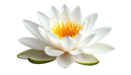 Pristine, full view of a white water lily with a vibrant yellow center, isolated