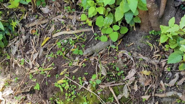 Tuatara reptile laying on bank on forest floor in Zealandia wildlife sanctuary in Wellington, New Zealand Aotearoa