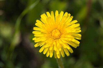Sun shining on dandelion in Alaska