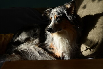 Sofahund. Sch&ouml;ner H&uuml;tehund liegt zufrieden auf Sofa in der Wohnung im Licht der Wintersonne