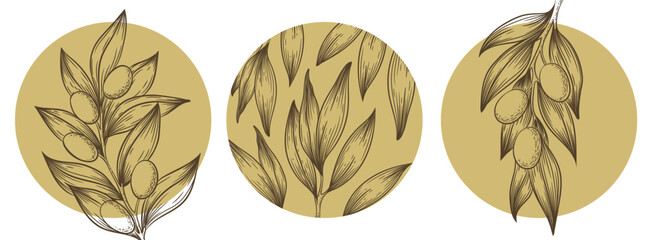 Vector illustration with hand drawn olive branches, leaves, berries, circles isolated on white background. Botanical design for banner, print, card, label, beauty and cosmetic products