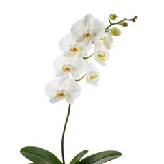 Elegant White Orchid Blooming with Delicate Petals on a Stark Black Background