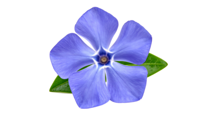 Close-up of a vibrant blue flower with five petals, green leaf against a black backdrop