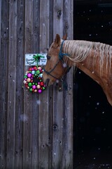 Sch&ouml;nes Pferd schnuppert an weihnachtlichen Kugelkranz an einem Scheunentor