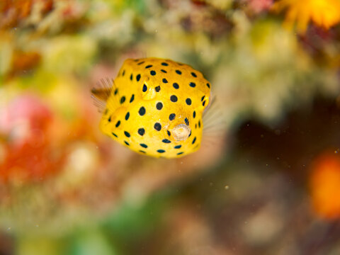 ミナミハコフグ, Yellow Boxfish, Ostracion cubicus, ハコフグ科,
ハコフグ, Boxfish, Ostracion immaculatus, ハコフグ科,
幼魚、yg、
他の群れ。
静岡県伊豆半島南伊豆町中木ヒリゾ浜-2025年
