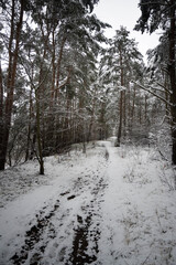 Snow-covered road in the forest, winter landscape.
