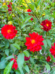 Vibrant Red Dahlias