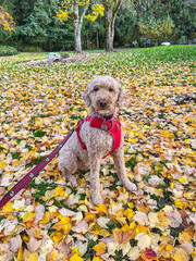 Dog in Autumn Leaves