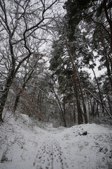 Snow-covered road in the forest, winter landscape.
