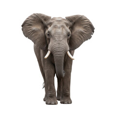 Obraz premium Majestic African Elephant stands tall with impressive tusks and large ears against a stark black