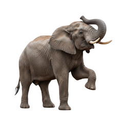 Obraz premium Majestic African elephant lifts its trunk in a powerful stance against a black backdrop