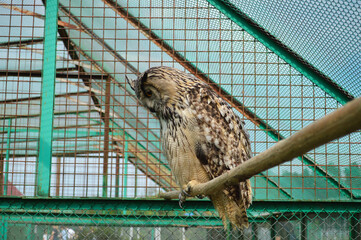 Eagle Owl Perched in Aviary Enclosure. Close-up photo of a majestic eagle owl sitting on a wooden branch inside a metal and mesh aviary.