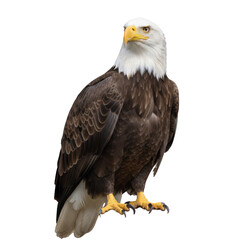 Obraz premium Majestic Bald Eagle Portrait Regal Bird of Prey Against a Stark Black Background