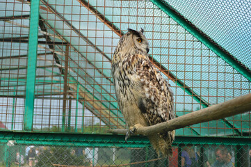 Eagle Owl Perched in Aviary Enclosure. Close-up photo of a majestic eagle owl sitting on a wooden branch inside a metal and mesh aviary.