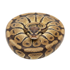 Obraz premium Majestic Ball Python Coiled Patterned Reptile Against A Stark Black Background