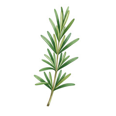 Obraz premium Botanical Illustration, Fenugreek Seeds, Isolated on White Background, Watercolor Clipart, High Quality, Artistic Viewpoint