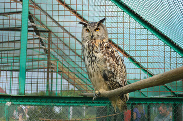 Eagle Owl Perched in Aviary Enclosure. Close-up photo of a majestic eagle owl sitting on a wooden branch inside a metal and mesh aviary.