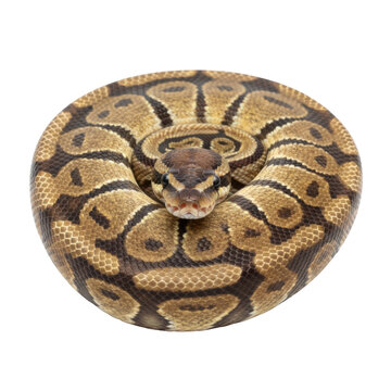 Majestic Ball Python Coiled Patterned Reptile Against A Stark Black Background