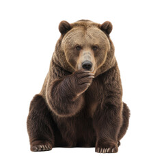 Fototapeta premium Majestic brown bear captured in a thoughtful pose against a striking black background