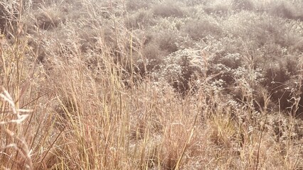 Sepia Close-Up of Dry Grass and Plants with Ample Copy Space