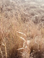 Sepia Close-Up of Dry Grass and Plants with Ample Copy Space