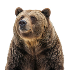Fototapeta premium Majestic Grizzly Bear Portrait with Intense Gaze on Black Background Isolated