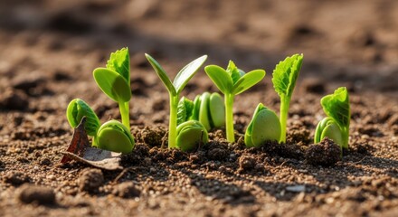 beautiful small fresh seeds of plants grown from the ground a zoomed view