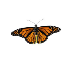 Obraz premium Majestic Monarch Butterfly with Intricate Wing Patterns Isolated on Black Background