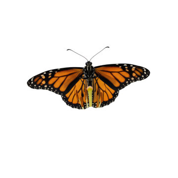 Majestic Monarch Butterfly with Intricate Wing Patterns Isolated on Black Background
