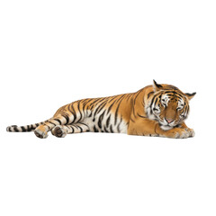 Fototapeta premium Majestic tiger resting peacefully against a stark black background its powerful physique captured
