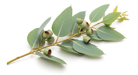 “A fresh eucalyptus branch with smooth green leaves and small seed pods, isolated on a white background.”