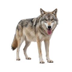 Fototapeta premium Majestic wolf standing on a black background with its tongue out and looking at the camera