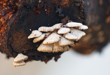 A white mushroom is growing on a tree