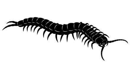 Striking Black Silhouette of a Centipede Insect Isolated on White Background