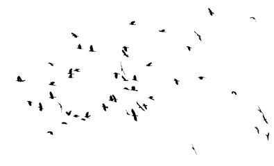 A flock of birds flying in the sky isolated on a white background.
