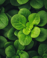 Soft-lit greens scattered gently, clean eating, mindful whole-food vibe