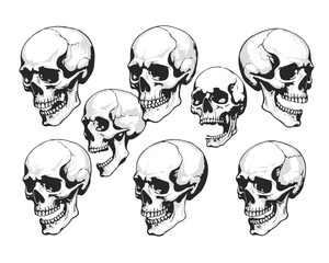 Hand Drawn Human Anatomical Skulls Vector Set in Various Angles