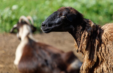 Naklejka premium A black and brown sheep is standing in front of a goat
