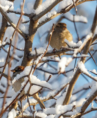 Two birds are sitting on a tree branch covered in snow
