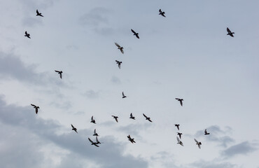 A flock of birds flying in the sky