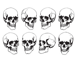 Hand Drawn Human Anatomical Skulls Vector Set in Various Angles