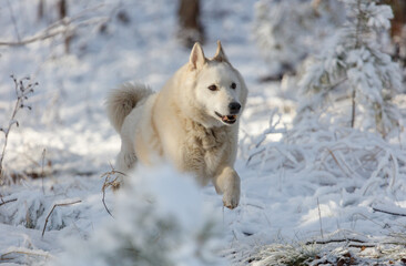 A white dog is running through the snow