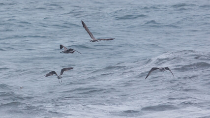 A group of birds flying over the ocean