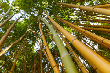 A bunch of bamboo trees with green leaves